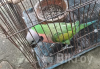 Red-breasted parakeet